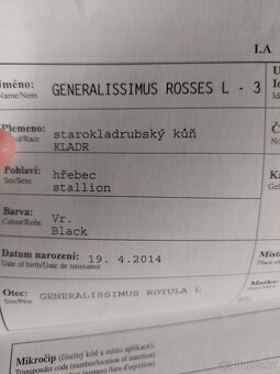 Starokladrubský hřebec - 2