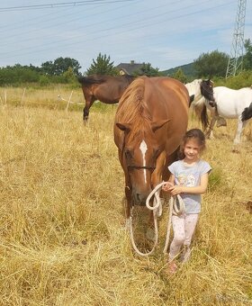 Prodám kobylu x QH - 2