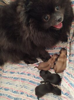 Štěně pomeranina - 2