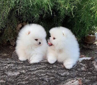 Pomeranian mini - 2