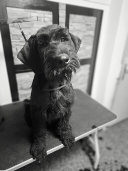 Knírač velký černý s PP - 2