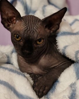 Sphynx - 2