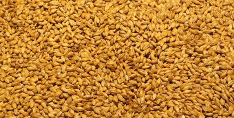 Krásná pšenice, ječmen krmný a oves nahý - 2