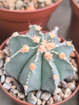 Kaktusy a sukulenty - 2