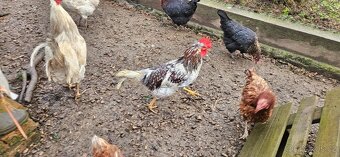 Kohouti (švédská květina) - 2