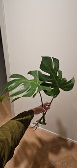 Monstera deliciosa - 2