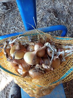 Cibule Stuttgart - 2