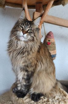 Mainská mývalí kočka - 2