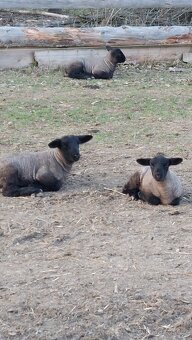 Beránci Suffolk - 2