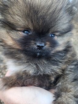 Pomeranian s PP - 2