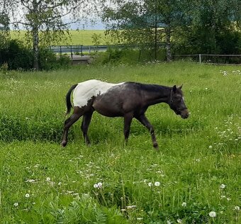 Appaloosa - 2