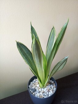 Sansevieria trifasciata ’Silver Spears’ - 2