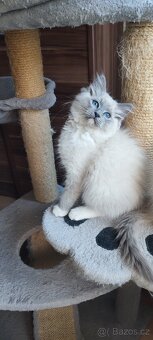 Ragdoll koťátka - 2