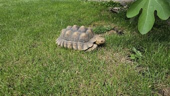 Želva ostruhatá ( Geochelone Sulcata) samice 29cm plastron - 2