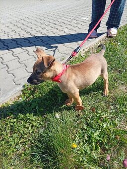 Belgický ovčák malinois - 2