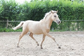 Letošní kobylka WPBR po Hulst Curioso - 2