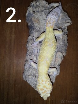 Gekončík noční samcí - 2