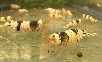 Krevetky Caridina Crystal Red & Black - 2