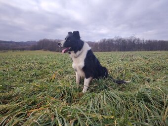 Krytí border kolie s pp - 2