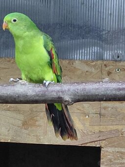 Papoušek červenokřídlý - 2