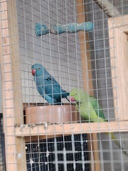 Prodám pár Alexandru - 2