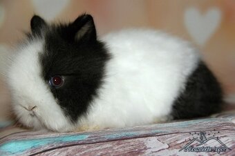 Zakrslý teddy - samička TASHA s VP (doprava po ČR zajištěna) - 2