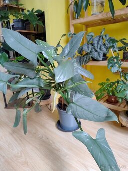 Philodendron Silver Sword - 2