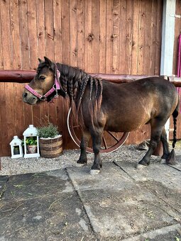 Mini Shetland pony - 2