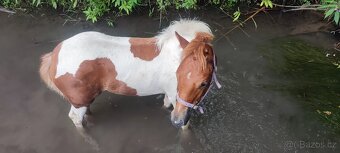 Prodám kobylku hříbě - 2