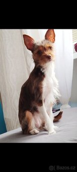 Na Adopční smlouvu daruji fenku Jorkšír x Čivava - 2