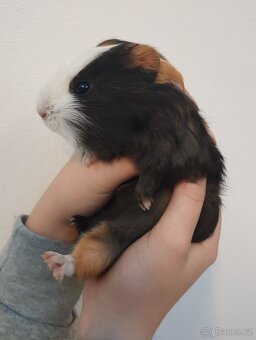 Morče - samec, mládě - 2