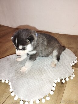 Sibiřský husky - 2