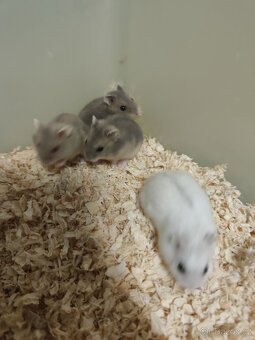 Krečík džungarsky - 2