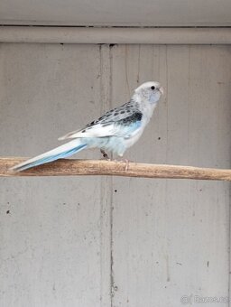 Koupím papoušek rudobřičhý - 2