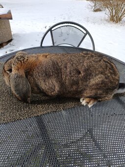 Prodám Francouzský beran divoký - 2