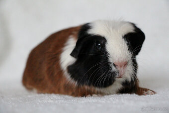 Morče, morčátko, morčata s PP - krátkosrstá - 2