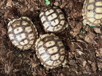 zelvy uhlirske, ostruhate, pardali - 2