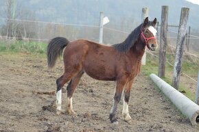 Welsh pony of cob type - klisna - 2