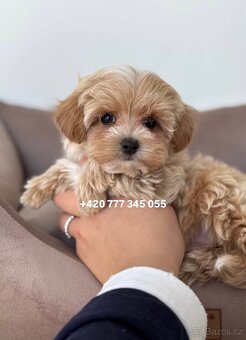 Maltipoo F1 caramel 3 měsíce 1500€‼️ Mimi - 2