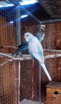 Andulky - 2