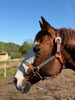 Paint horse žrebec - 2