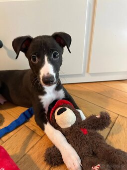 whippet - 2
