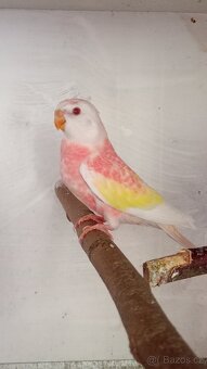 Neofema bourek - 2