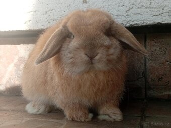 Volná samička - Anglický Zakrslý Beránek MiniLop🍑🧡 - 2