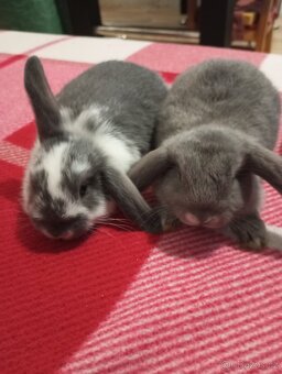 Zakrslý beránek králíček - 2