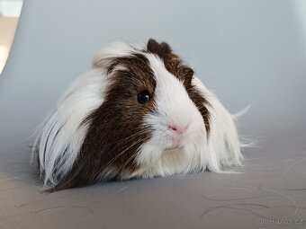 Dlouhosrsté morče - šeltie - 2