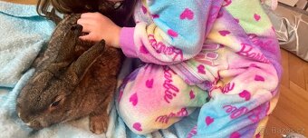 Zakrslý králíček - 2