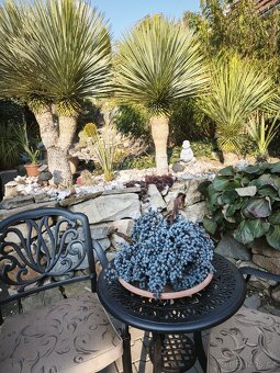 Semena - palma Trachycarpus Fortunej - 2