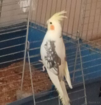 Korela chocholatá - 2