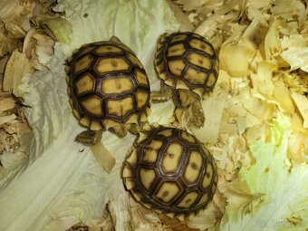 Želva ostruhatá - 2
